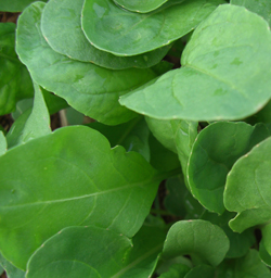 baby arugula