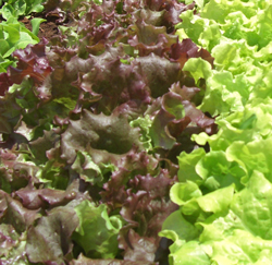 lettuce